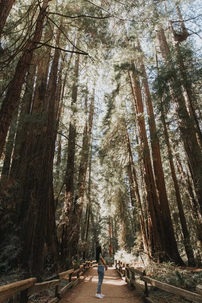 Muir woods San Francisco