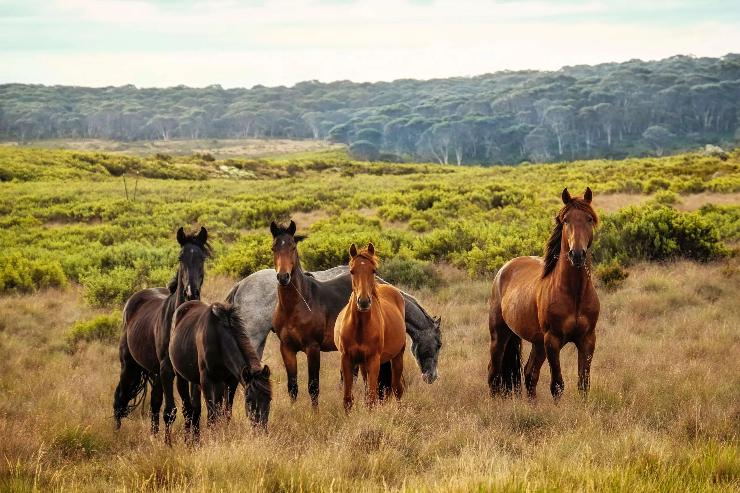 horses in the snowy mountains