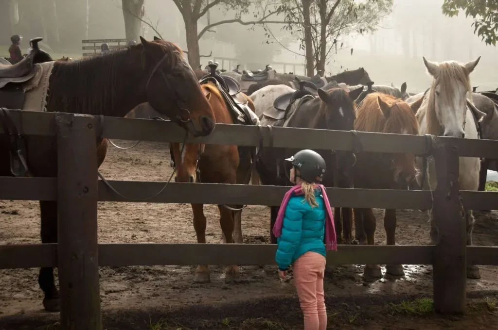 Horse Riding Blue Mountains
