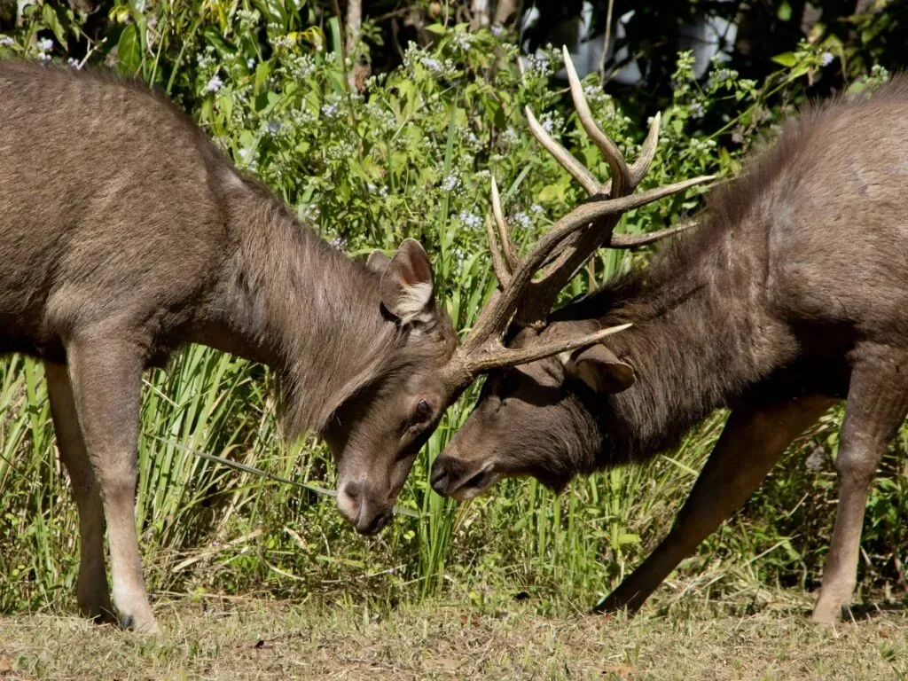 Khao Yai National Park is an excellent nature destination in Nakhon Ratchasima Province of Thailand