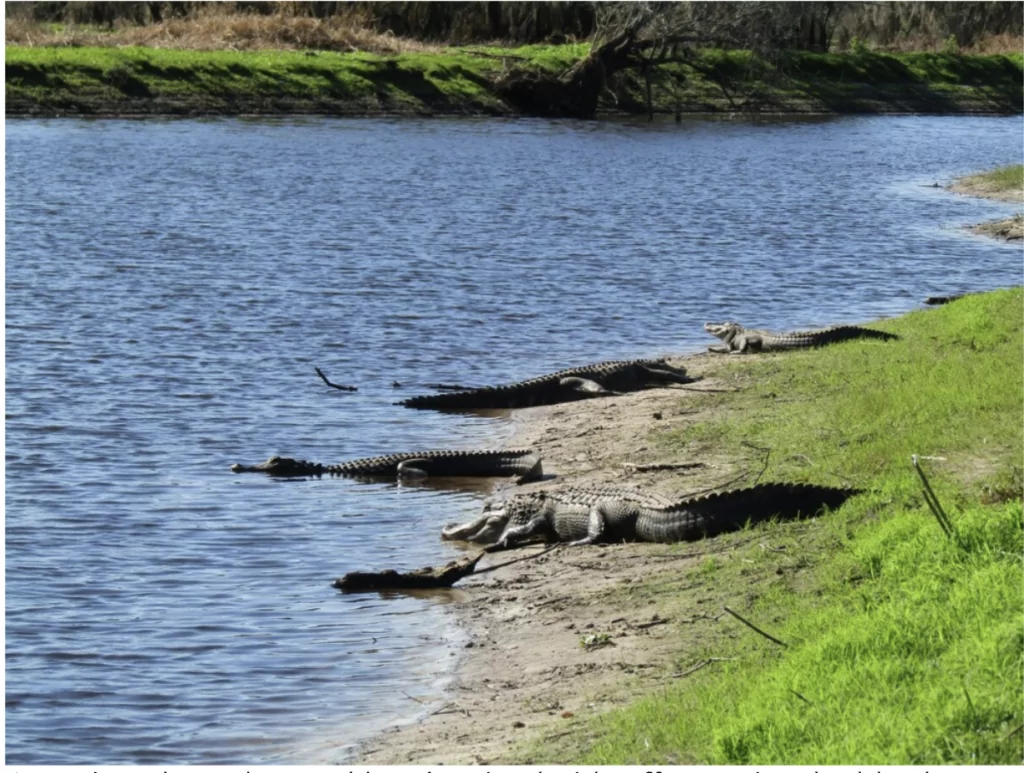 Myakka River State Park