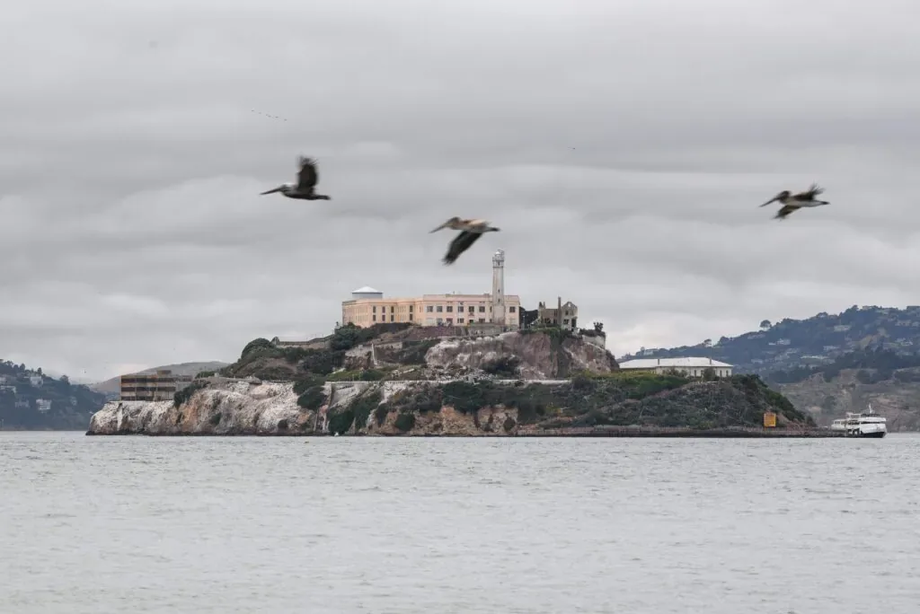 Alcatraz Island in San Francisco Bay with seagulls flying above on a cloudy day.