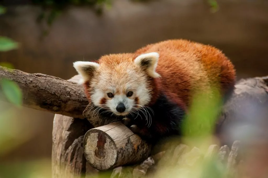 San Diego zoo