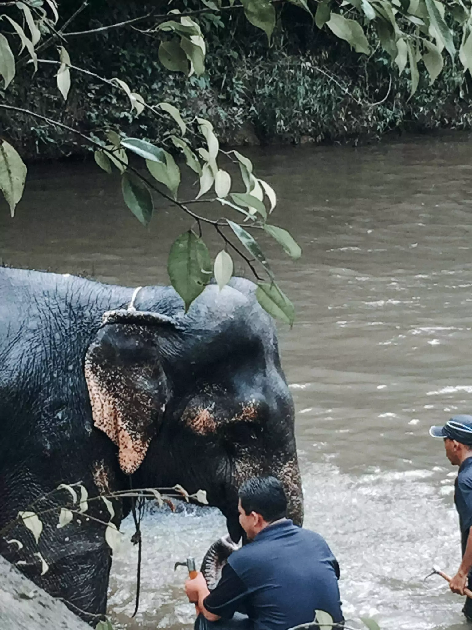 Elephant sanctuary