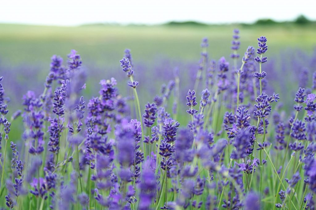 lavender farm hobart