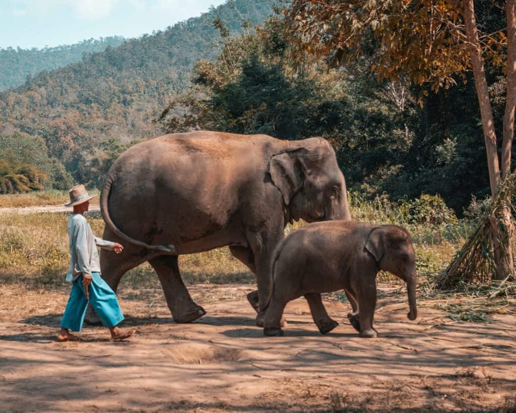 Chiang Mai elephants 