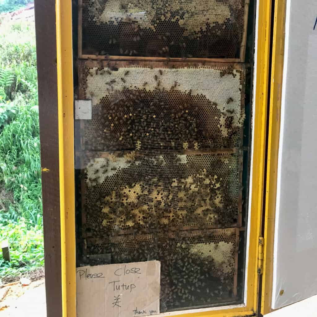 Bee farm Cameron Highlands