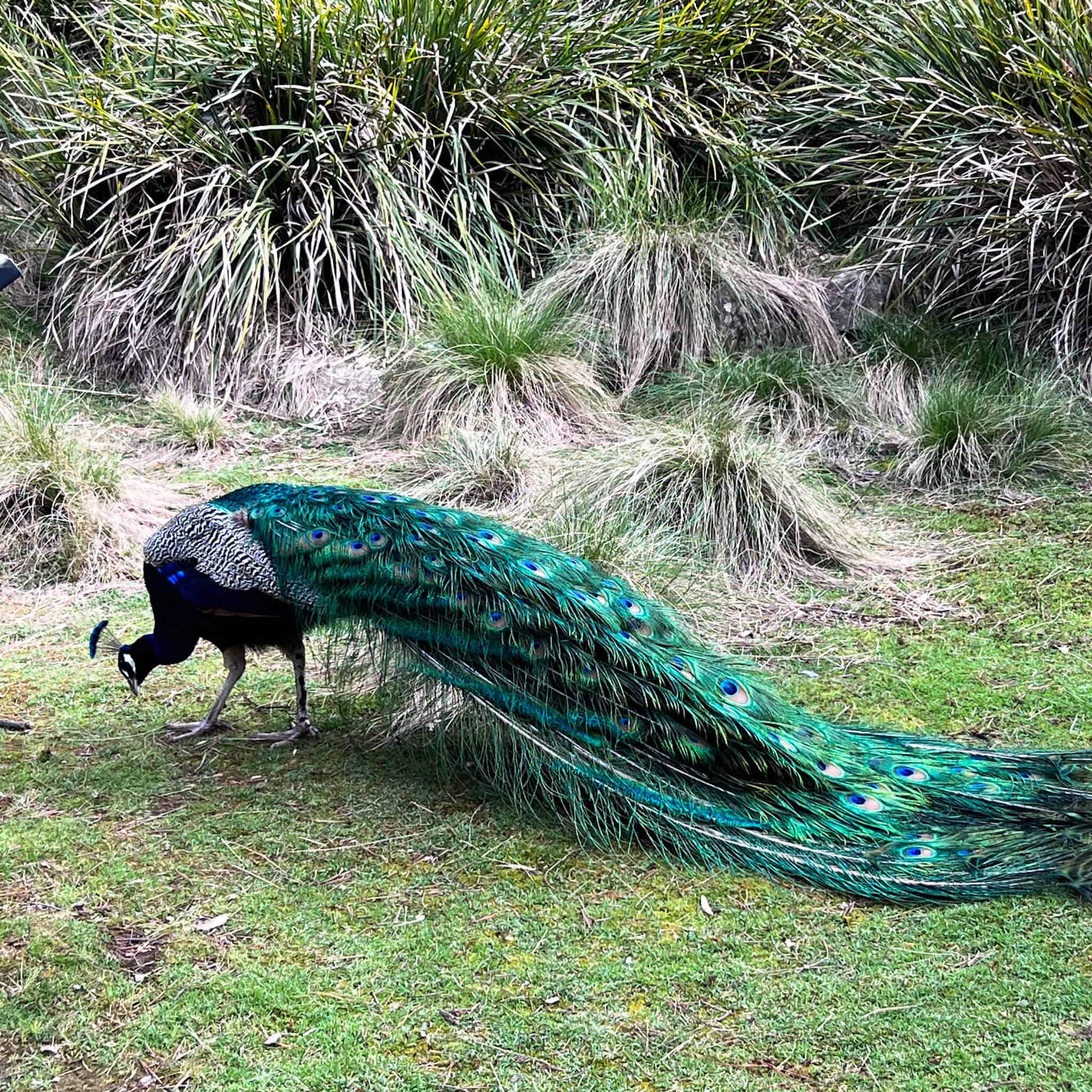 Peacock in Northern Tasmania