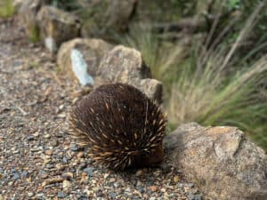 Echidna at Cataract Gorge Northern Tasmania