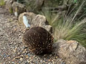 Echidna at Cataract Gorge Northern Tasmania