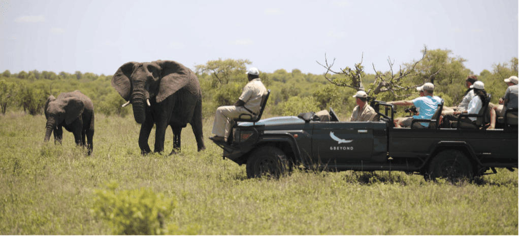Seeing Elephants on Safari 
