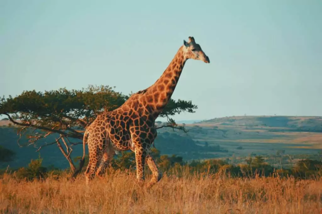giraffe in south africa