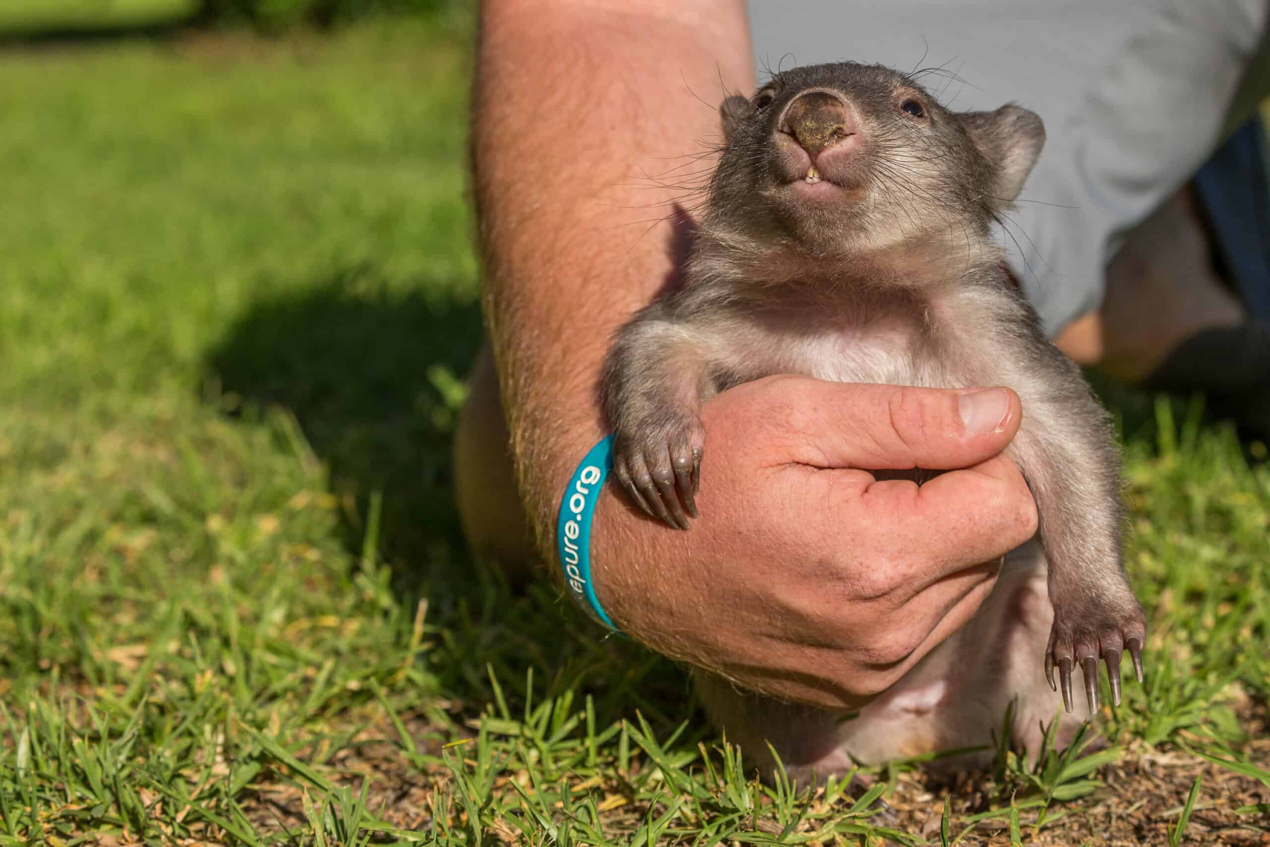 Little wombat in northern tasmania