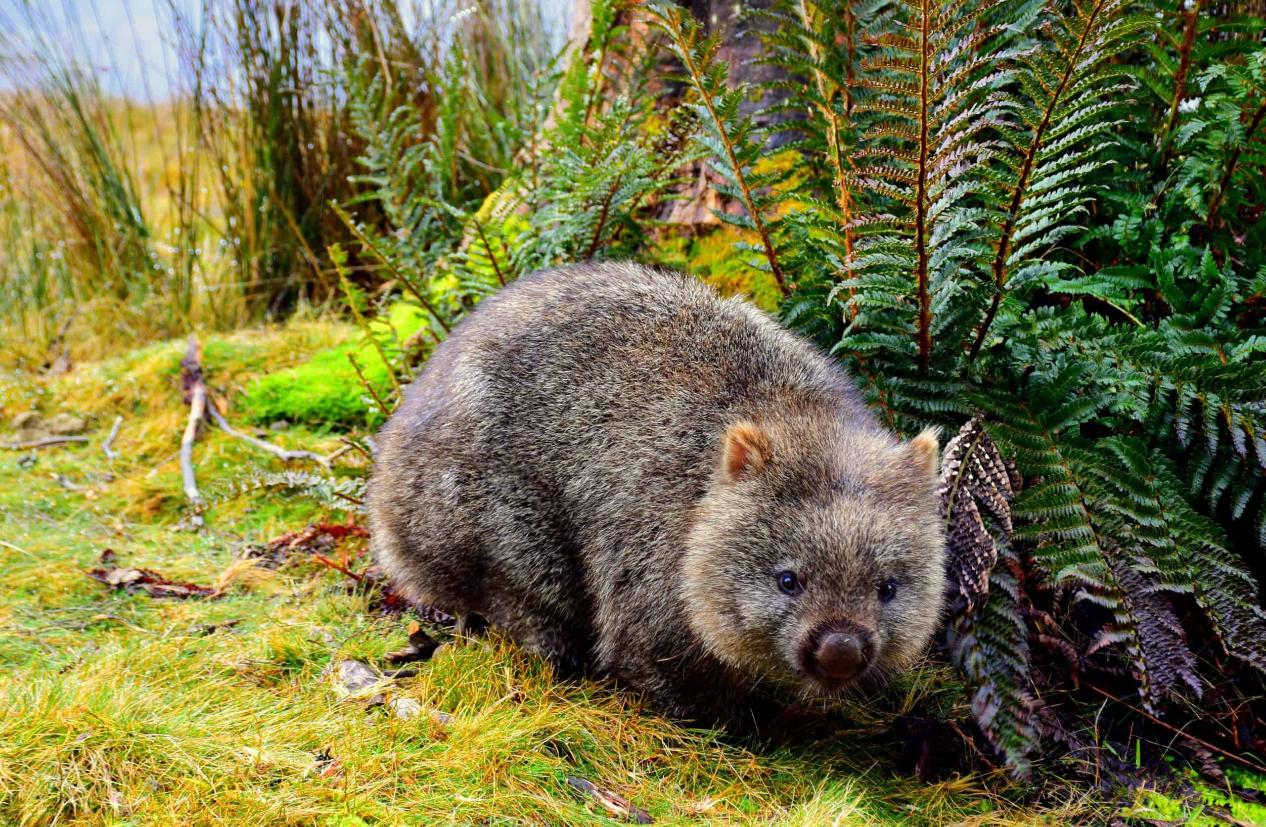 wombat in Northern Tasmania