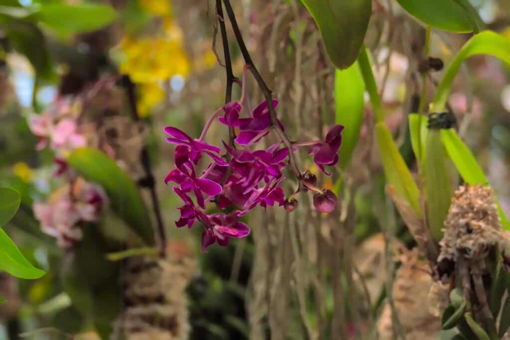 An purple orchid flower