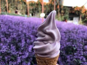 Cameron Lavender garden