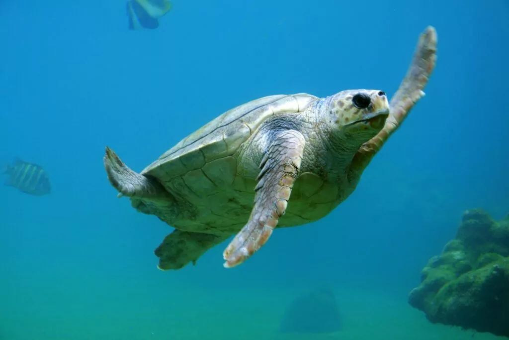 Turtle sanctuary