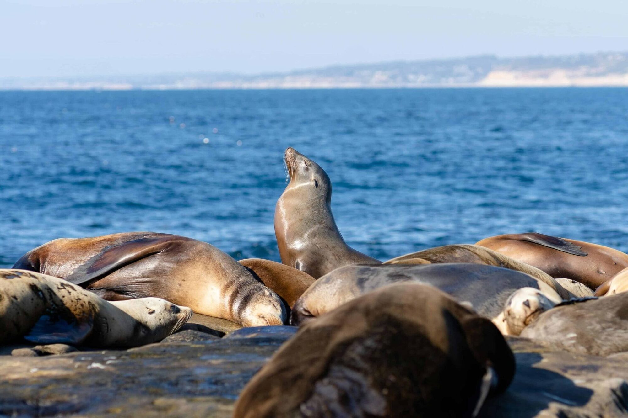 A group of seals basking in the sun on the rocky shores of La Jolla, San Diego.