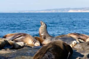 A group of seals basking in the sun on the rocky shores of La Jolla, San Diego.