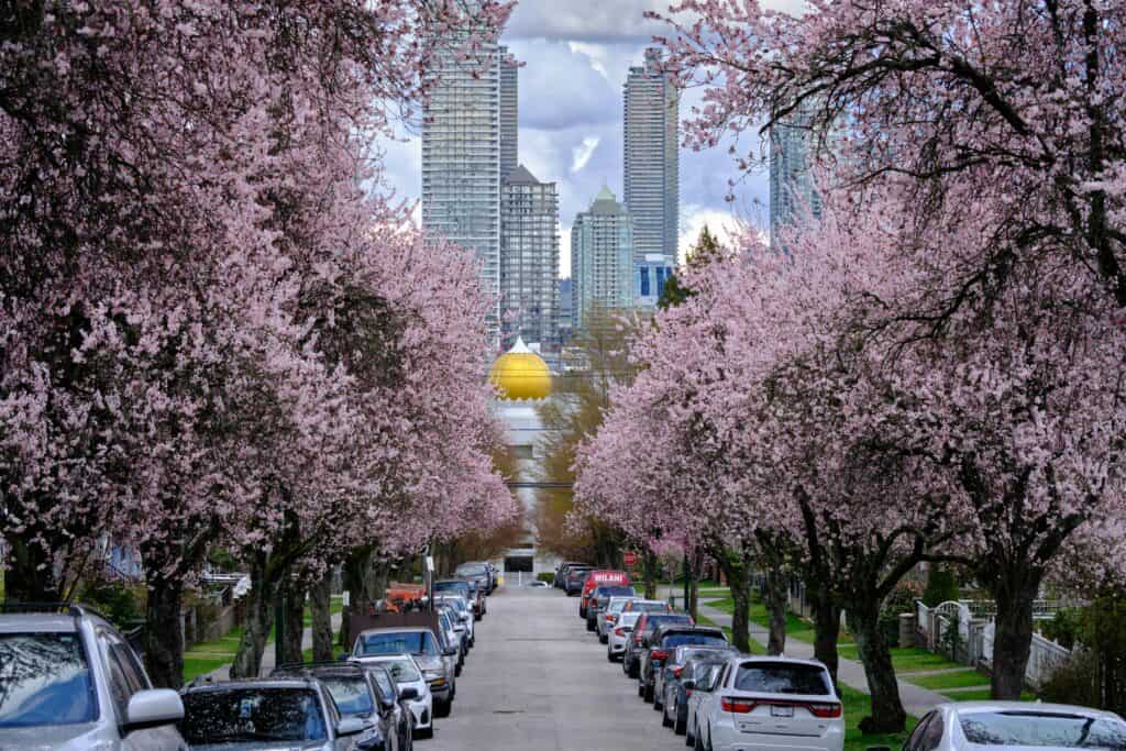 A beautiful urban street lined with cherry blossoms and skyscrapers in Vancouver, showcasing urban and natural beauty.