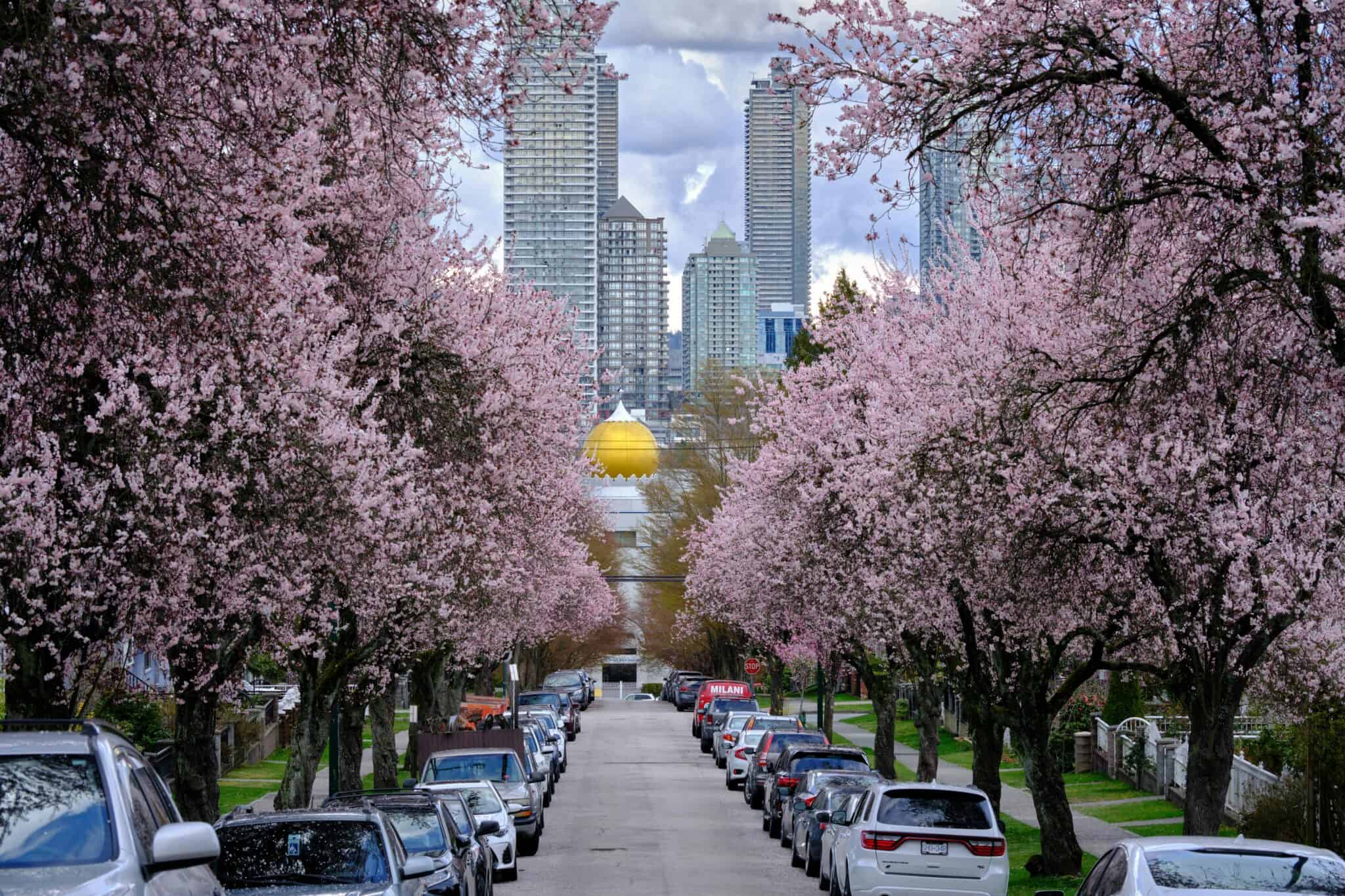 A beautiful urban street lined with cherry blossoms and skyscrapers in Vancouver, showcasing urban and natural beauty.