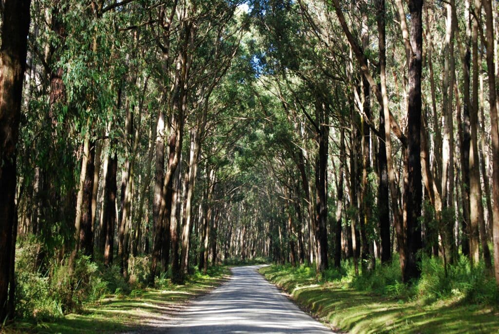A tranquil forest road lined with lush eucalyptus trees in Mount Dandenong, Australia.