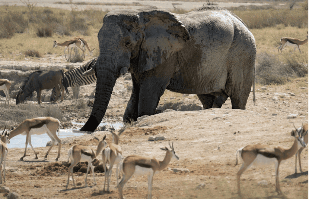 safari, zimbabwe, hwange national park, africa
