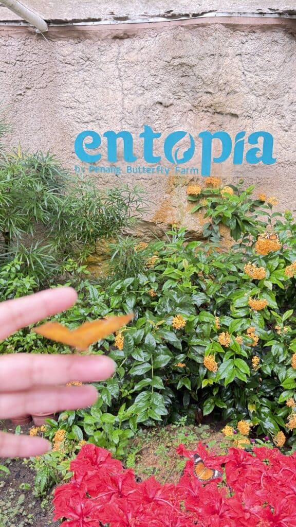 entopia, butterfly park, penang butterflies