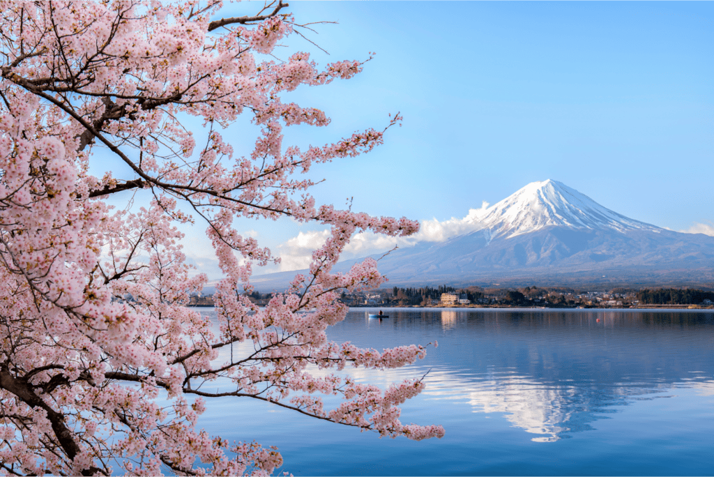 japan, cherry blossom season, mount fuji