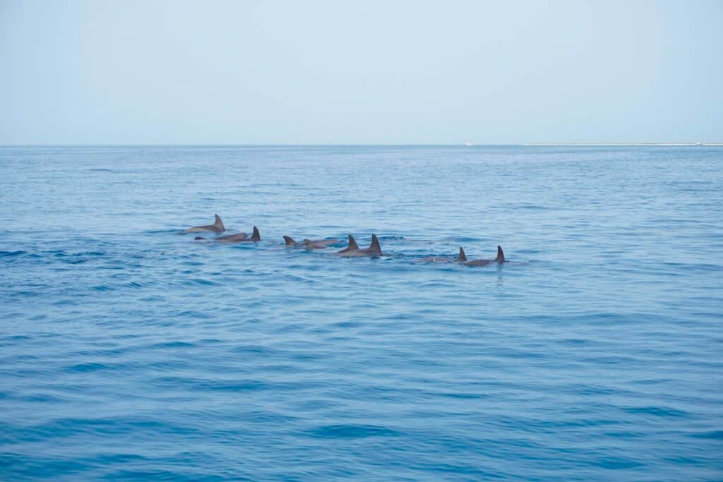 A pod of dolphins gracefully swimming in the clear blue waters of the Red Sea near Umluj.