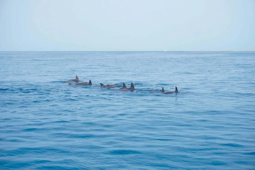 A pod of dolphins gracefully swimming in the clear blue waters of the Red Sea near Umluj.