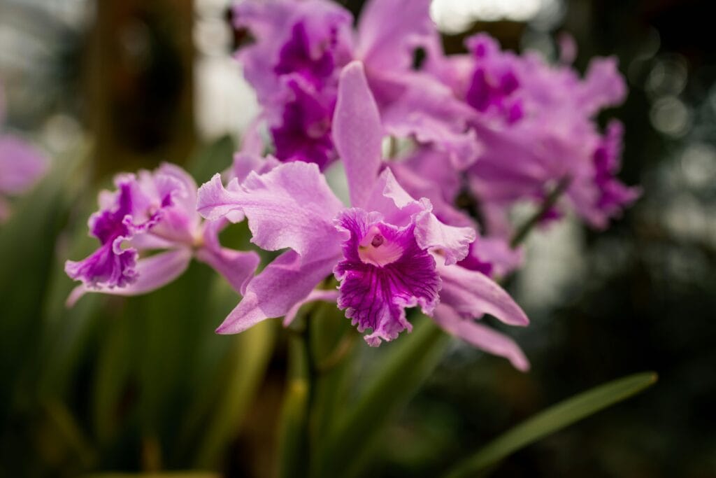 Vibrant pink orchids in bloom within a lush garden environment, with soft natural lighting.