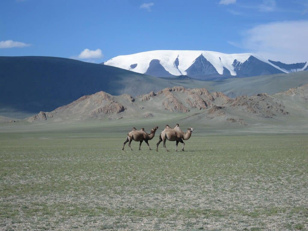 mongolia, glacier, camels, steppe, mongolia, mongolia, mongolia, mongolia, mongolia