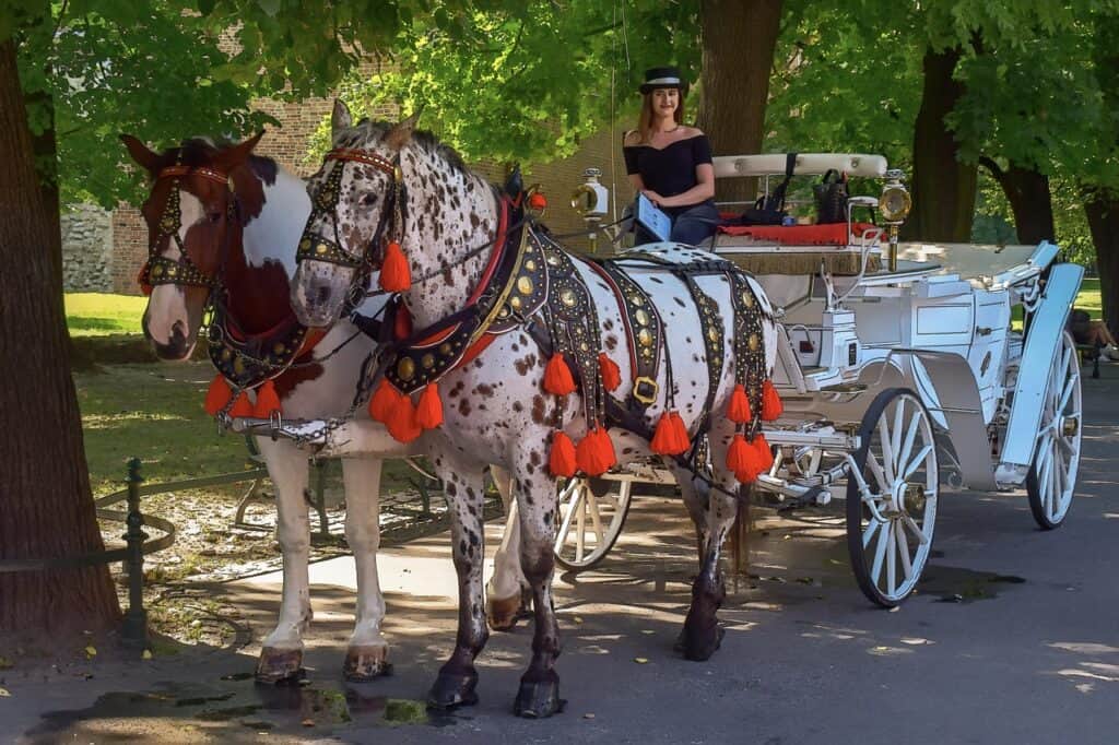 carriage, horses, alley, nature, tourism, transportation, park, krakow, poland, animals