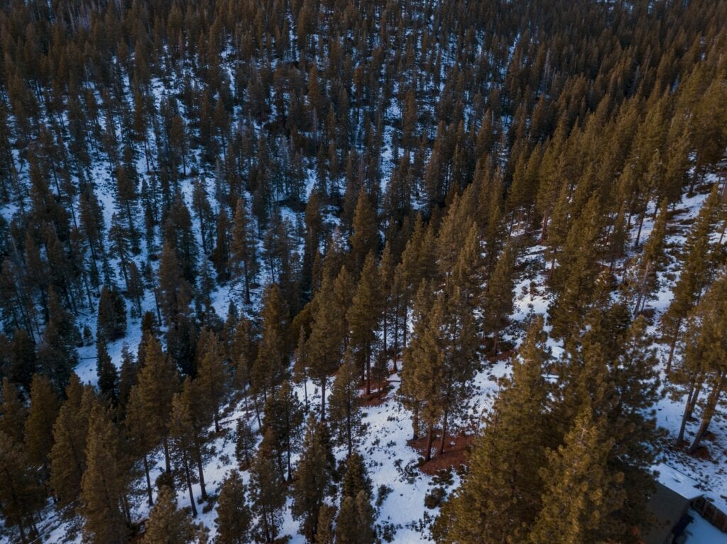 Drone capture of a dense conifer forest with snow patches during winter in Incline Village.