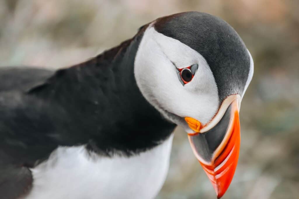Detailed view of an Atlantic Puffin with vibrant beak, captured in Iceland.